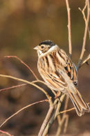 07-6076 Reed Bunting (Emberiza schoeniclus) North East England